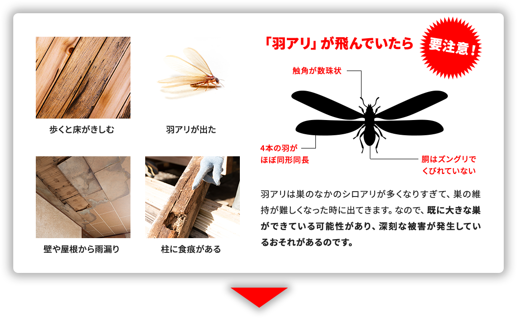 歩くと床がきしむ 羽アリが出た 壁や屋根から雨漏り 柱に食痕がある 「羽アリ」が飛んでいたら要注意