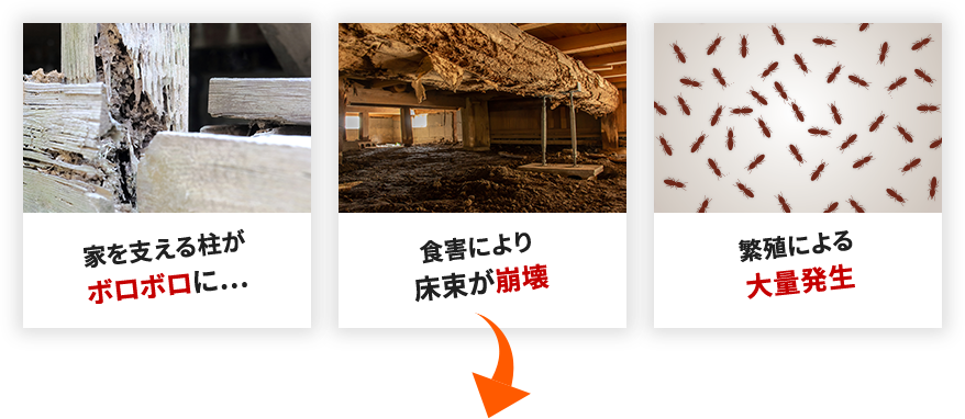 家を支える柱がボロボロに… 食害により床束が崩壊 繁殖による大量発生